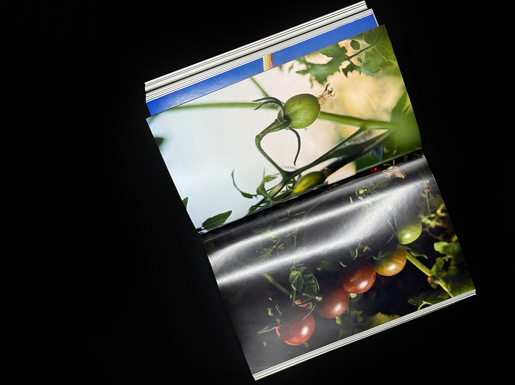 CONNECTED ECOSYSTEMS. MUSEUM AND POST-VARIETAL COMMUNITIES